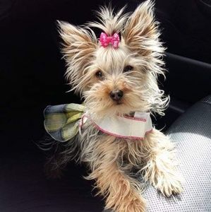 Meet your Posher, Liz